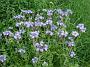 70 unbekannte Blumen am Wegesrand (Bueschelschoen)